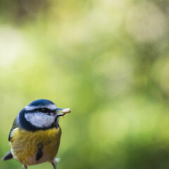 Blue tit with bokeh background