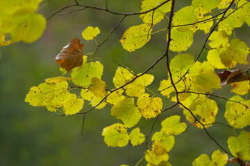 Autumn leaves on a branch golden hues against a blurred green background