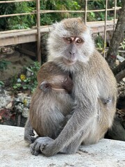 Macaque monkey hugging its baby on a Thai beach