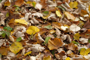 Autumn leaves on the ground A carpet of fallen foliage in various shades of brown yellow and gold