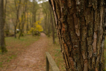 Fototapeta premium Autumnal forest path with tree bark in focus