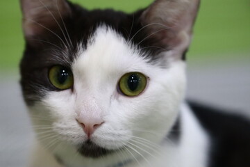 猫
