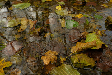 Autumn leaves submerged in shallow water creating a serene reflective scene