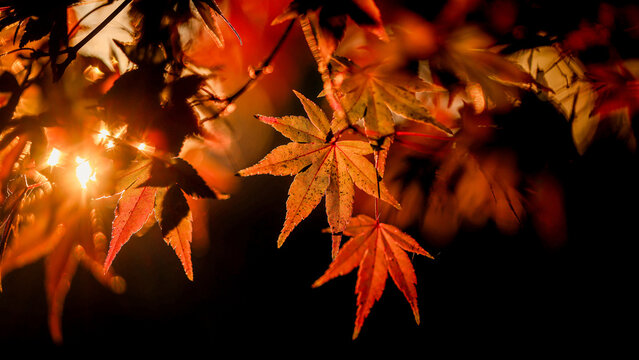 Orange Fall Leaves 