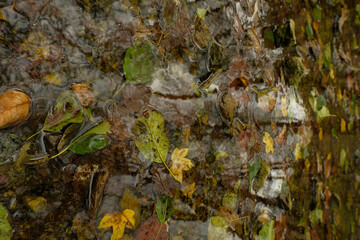 Autumn leaves floating on a shallow stream