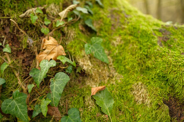 Close up of lush green moss covering a tree trunk with ivy and fallen leaves