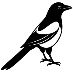 magpie bird black silhouette vector with white background. Wild animal vector