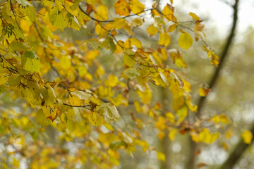Golden autumn leaves on a tree branch soft focus background
