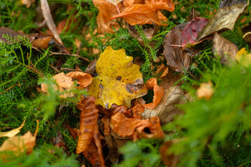 Autumn leaves on forest floor A vibrant yellow leaf among browns and greens