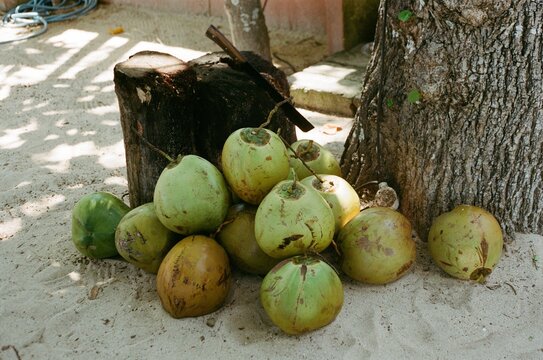 Fresh Coconuts Gather Near a Tropical Tree on Sand