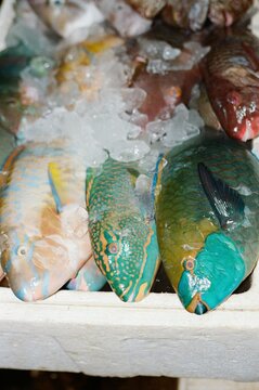 Fresh Catch of Tropical Fish at the Market