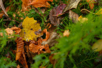 Autumn leaves on mossy ground Nature's vibrant fall colors