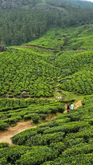Munnar - tea plantations