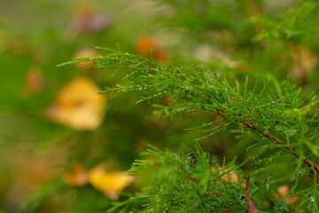 Close up of vibrant green coniferous foliage showcasing delicate needles and branches