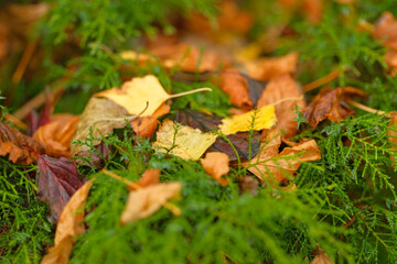 Autumn leaves scattered on vibrant green moss Nature's colorful carpet