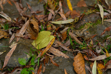 Fallen autumn leaves on a stone path A mix of colors and textures