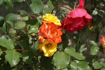 Unique flower - Four different roses with different colors, one red, one orange and two yellows that blossom from the same root of a beautiful rose plant