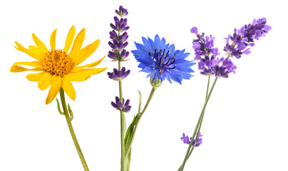 Fototapeta premium Lavender arnica and cornflower