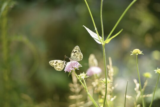 Butterflies in Pyrenees