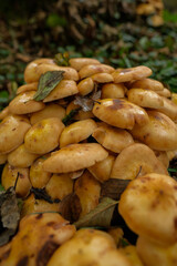 Cluster of vibrant yellow mushrooms in a forest setting