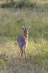 Kirk's Dikdik