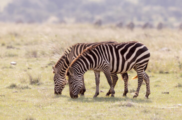 Zebras Grazing in Late Evening