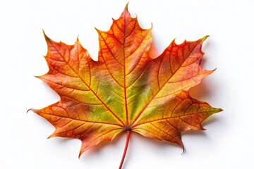 Fototapeta premium Single Autumn Maple Leaf, Isolated White Background - Aerial View Texture