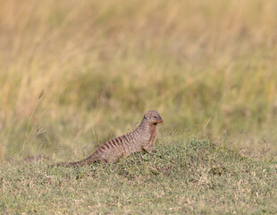 Mongoose
