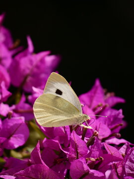 buttrly on a plant close up 