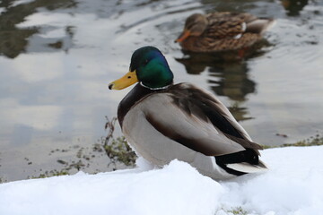 Mallard duck by the lake