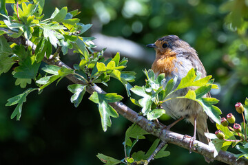 European Robin (Erithacus rubecula) in National Botanic Gardens, Dublin - Native to Europe and Asia