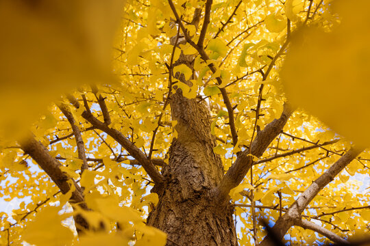 Ginkgo Tree with Yellow Leaves Viewed from Below - Powered by Adobe