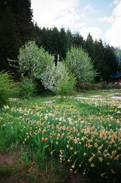 Tulip Plantation