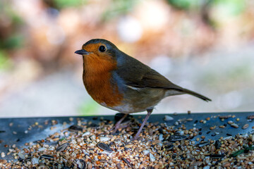 European Robin (Erithacus rubecula) in National Botanic Gardens, Dublin - Native to Europe and Asia