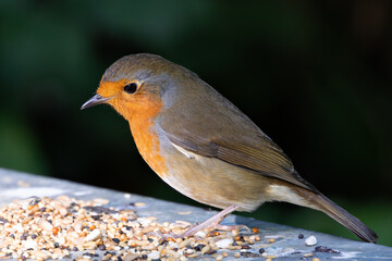European Robin (Erithacus rubecula) in National Botanic Gardens, Dublin - Native to Europe and Asia