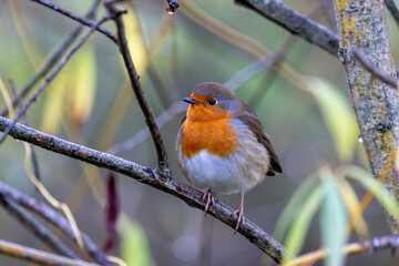 Fototapeta premium European Robin (Erithacus rubecula) in National Botanic Gardens, Dublin - Native to Europe and Asia