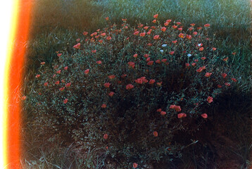 Aesthetic expired cross processed film. Light leaks. Natural flowers