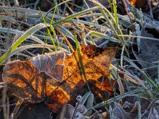 autumn leaves on the ground
