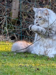 Cat on the gras  © susisonne66