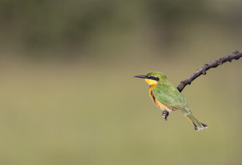 Little bee-eater