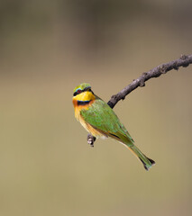 Little bee-eater