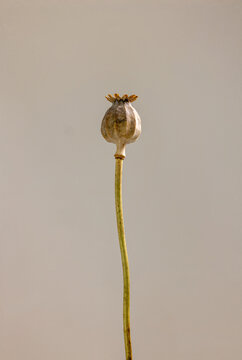Minimalist photo of a single poppy seed pod on a stem