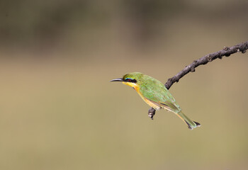 Little bee-eater