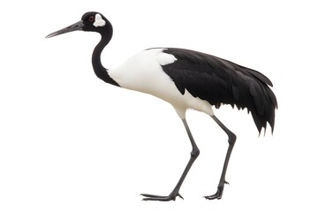 Obraz premium Black-necked Crane: Graceful Bird in Flight