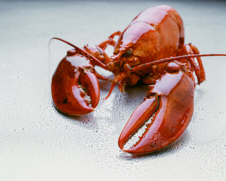 Freshly cooked red lobster on a wet surface