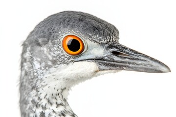 Bird's Eye View: Wildlife Close-Up, Nature