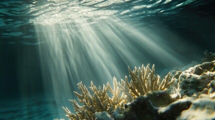Obraz premium A vibrant coral reef with sunlight shining through the water, highlighting its beauty
