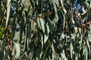 Close-up of eucalyptus leaves in natural sunlight in Australia