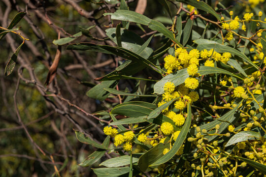 Bright yellow flowers amidst lush green foliage scene in Melbourne