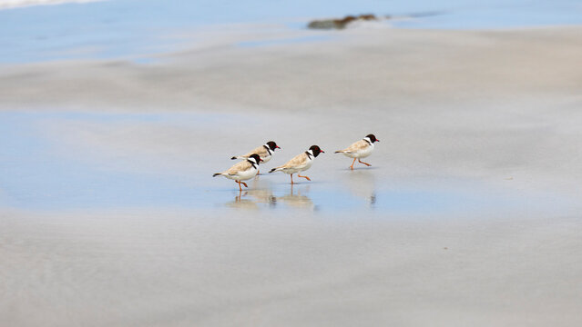 Birds on Tasmanian Beach